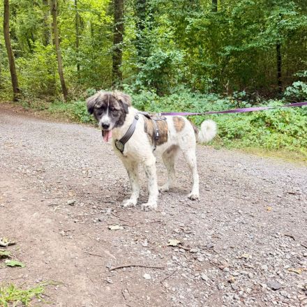 Bella sucht ihre Hundeerfahrenen Menschen....