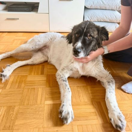 Bella sucht ihre Hundeerfahrenen Menschen....