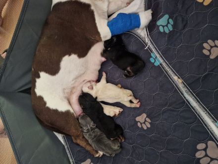 Französische Bulldoggen Welpen