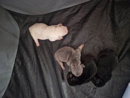 Französische Bulldoggen Welpen