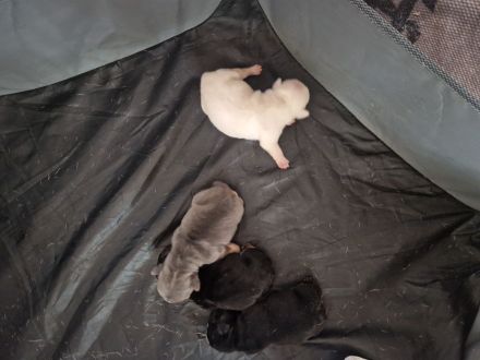 Französische Bulldoggen Welpen