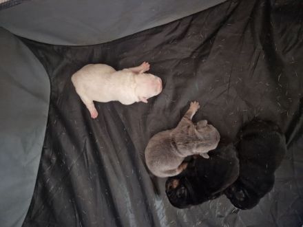 Französische Bulldoggen Welpen