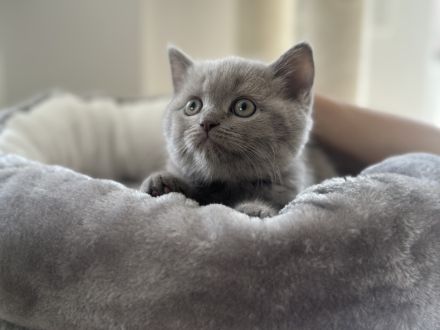 Wunderschönen BKH Kitten, letztes Mädchen in der Farbe lilac, Stammbaum, seriöse Hobbyzucht