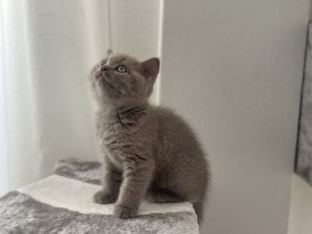 Wunderschönen BKH Kitten, letztes Mädchen in der Farbe lilac, Stammbaum, seriöse Hobbyzucht