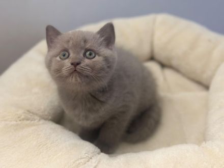 Wunderschönen BKH Kitten, letztes Mädchen in der Farbe lilac, Stammbaum, seriöse Hobbyzucht