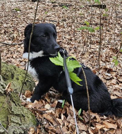Mendo Herzenshund sucht sein Für-Immer-Zuhause