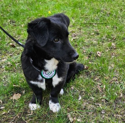 Mendo Herzenshund sucht sein Für-Immer-Zuhause