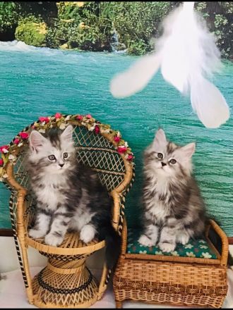 Tolle Maine Coon Mädchen mit Stammbaum aus Worldchampionlinie 😻