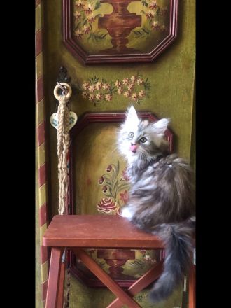 Tolle Maine Coon Mädchen mit Stammbaum aus Worldchampionlinie 😻
