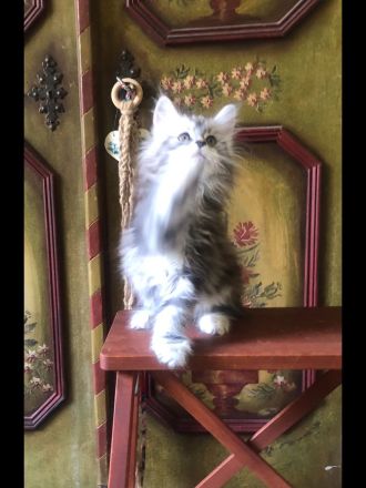 Tolle Maine Coon Mädchen mit Stammbaum aus Worldchampionlinie 😻