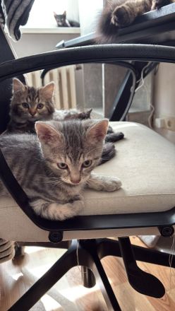 5 Kittens suchen ein Zuhause