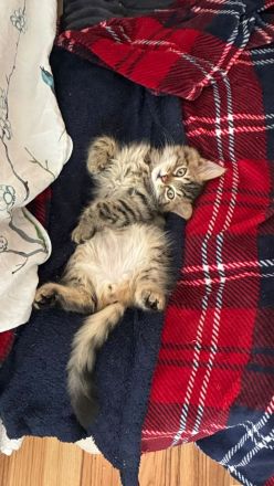 5 Kittens suchen ein Zuhause