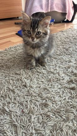 5 Kittens suchen ein Zuhause