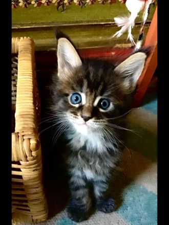 Typvolle süße XXL Maine Coon Kitten aus Worldchampionlinie mit Stammbaum