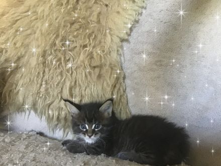 Typvolle süße XXL Maine Coon Kitten aus Worldchampionlinie mit Stammbaum