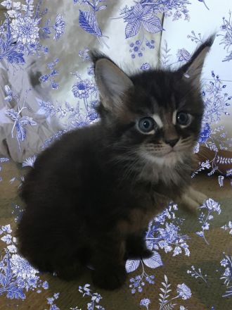Typvolle süße XXL Maine Coon Kitten aus Worldchampionlinie mit Stammbaum