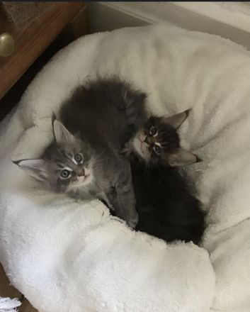 Typvolle süße XXL Maine Coon Kitten aus Worldchampionlinie mit Stammbaum