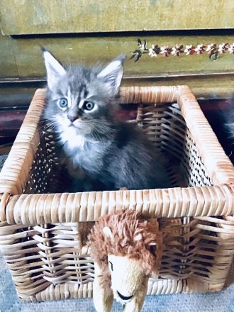 Typvolle süße XXL Maine Coon Kitten aus Worldchampionlinie mit Stammbaum