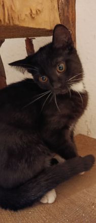 Mix Kitten 4 Monate