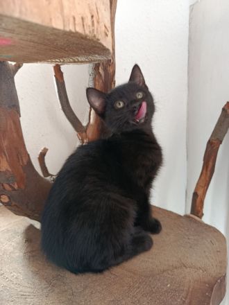 Mix Kitten 4 Monate