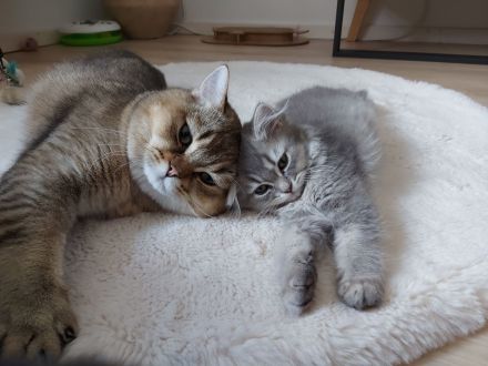 Reinrassige Britisch Langhaar Kitten