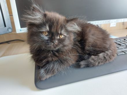 Reinrassige Britisch Langhaar Kitten