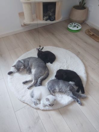 Reinrassige Britisch Langhaar Kitten