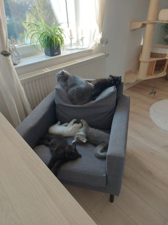Reinrassige Britisch Langhaar Kitten