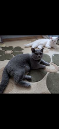 BKH Kitten - 5 liebevolle Britisch Kurzhaar Babys | Reservierung möglich