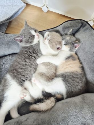 BKH Kitten - 5 liebevolle Britisch Kurzhaar Babys | Reservierung möglich