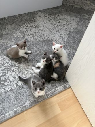 BKH Kitten - 5 liebevolle Britisch Kurzhaar Babys | Reservierung möglich