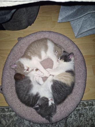 BKH Kitten - 5 liebevolle Britisch Kurzhaar Babys | Reservierung möglich