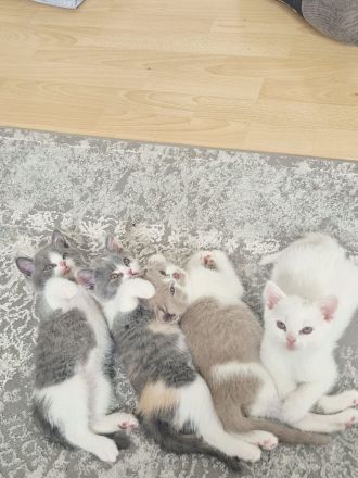 BKH Kitten - 5 liebevolle Britisch Kurzhaar Babys | Reservierung möglich