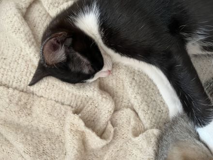 Kitten/Paar abzugeben