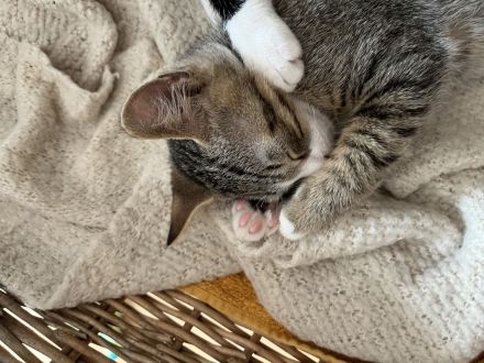Kitten/Paar abzugeben