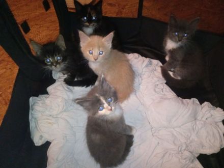 Maine coon kitten wunderschöne Färbung