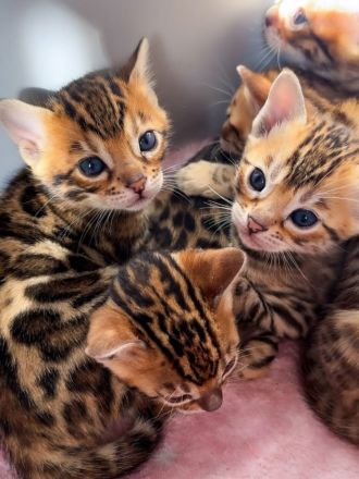 🐾 Wunderschöne Bengal-Kätzchen suchen ein Zuhause 🐾