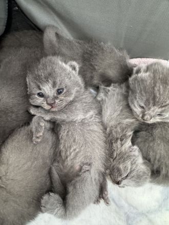 🐾 Wunderschöne BKH Kitten suchen ein liebevolles Zuhause 🐾