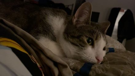 Katze/Kater abzugeben