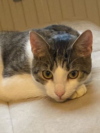 Katze/Kater abzugeben