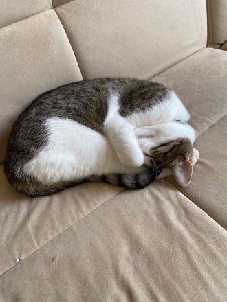 Katze/Kater abzugeben