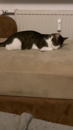 Katze/Kater abzugeben