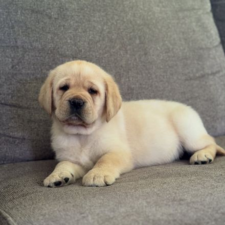 Niedliche Labradorwelpen