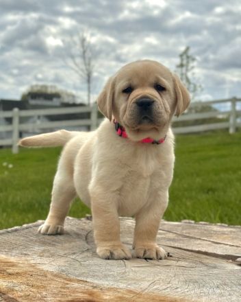 Niedliche Labradorwelpen