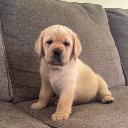 Niedliche Labradorwelpen