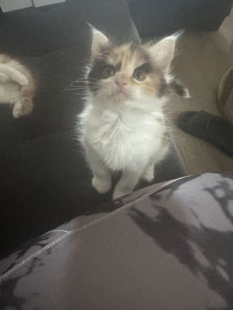 Maine Coon/ Sibirische Waldkatze