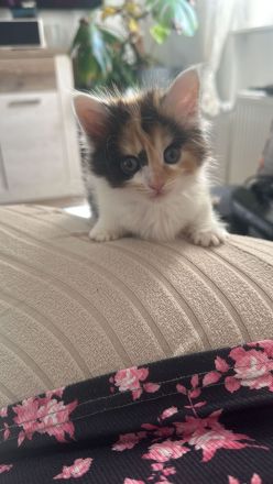 Maine Coon/ Sibirische Waldkatze