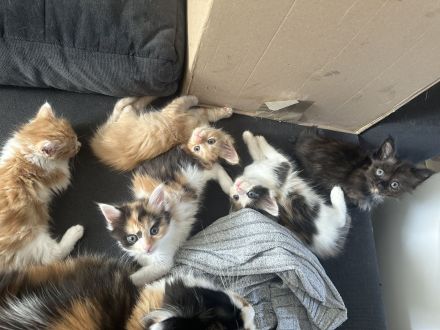 Maine Coon/ Sibirische Waldkatze