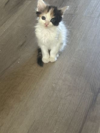 Maine Coon/ Sibirische Waldkatze