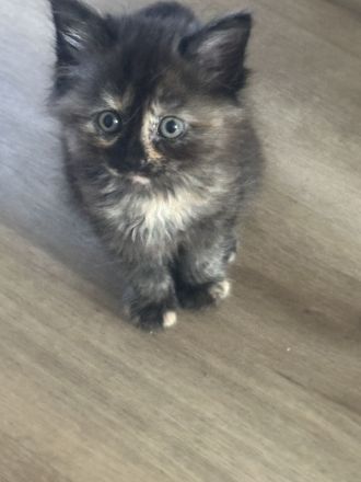 Maine Coon/ Sibirische Waldkatze